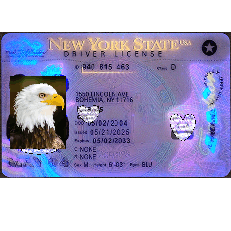 New York DL Newest